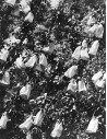 Winter collection small white bags on foliage one of the images fro...