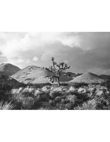 american landscape american landscape hill desert tree between hill...
