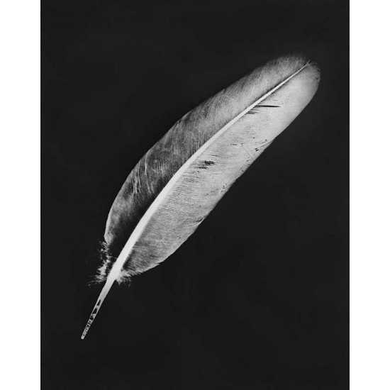 Rayography feather