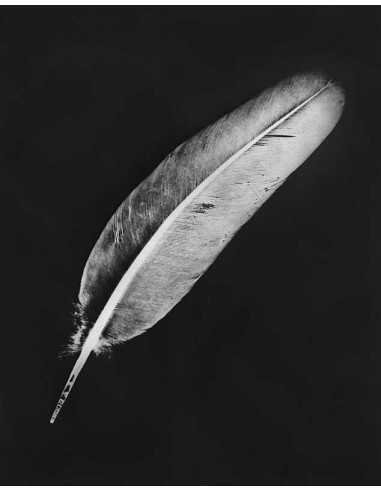 Rayography feather bird feather Rayography feather