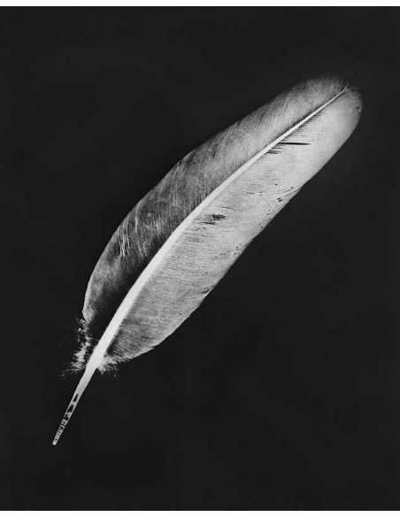 Rayographie plume plume d'oiseau Rayographie plume