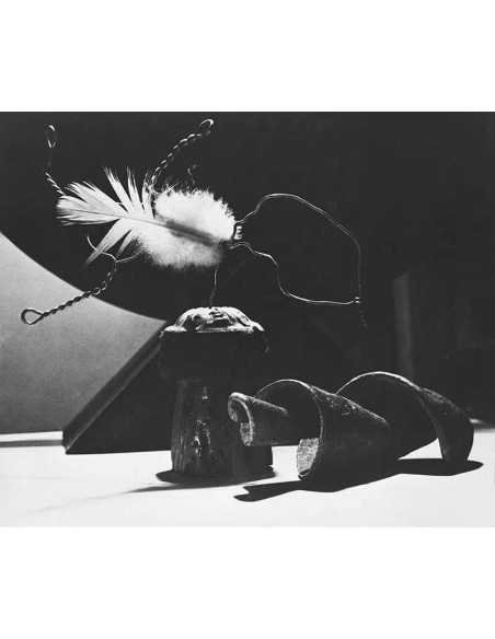 L'origine des espèces plume sur bouchon de liège à coté d'un fossil...