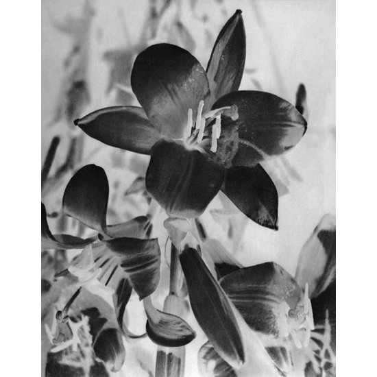 Lily, flower negative