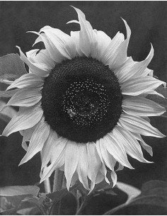 Cette espèce d’hélianthe Fleur de tournesol, photographie utilisée ...