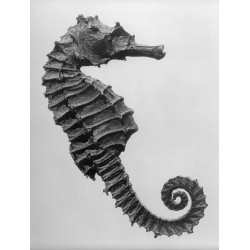 seahorse, natural history