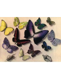 Papillons et scarabées Photographie couleur différents papillons et...