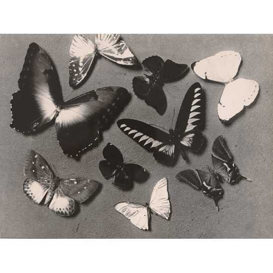 Butterflies