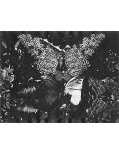 Papillons divers papillons Papillons