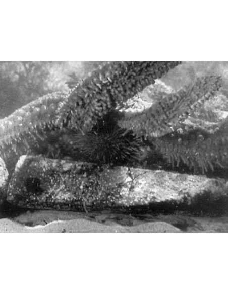 L'Étoile de mer extrait du film de Man Ray - détail des branches d'...