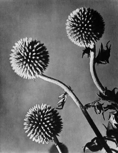 Les trois fleurs (chardons) Trois fleurs de chardon Album Photograp...