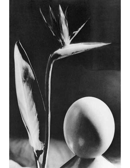 Fleur et oeuf Composition avec fleur exotique Strelitzia (oiseau du...