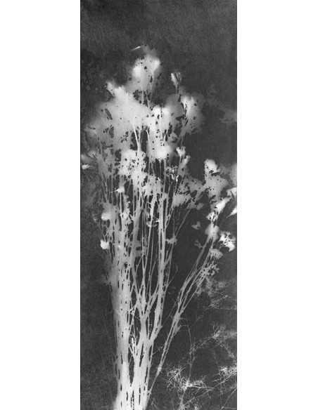 Rayographie bouquet bouquet de fleurs Rayographie bouquet