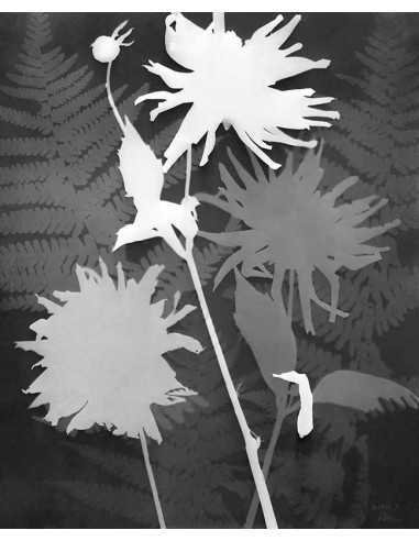 Rayography (flowers) flowers plants Album Photographs by Man Ray 19...