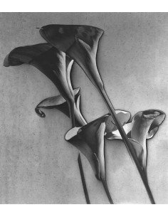 Les Arums les Arums solarisation Album Photographs by Man Ray 1920-...