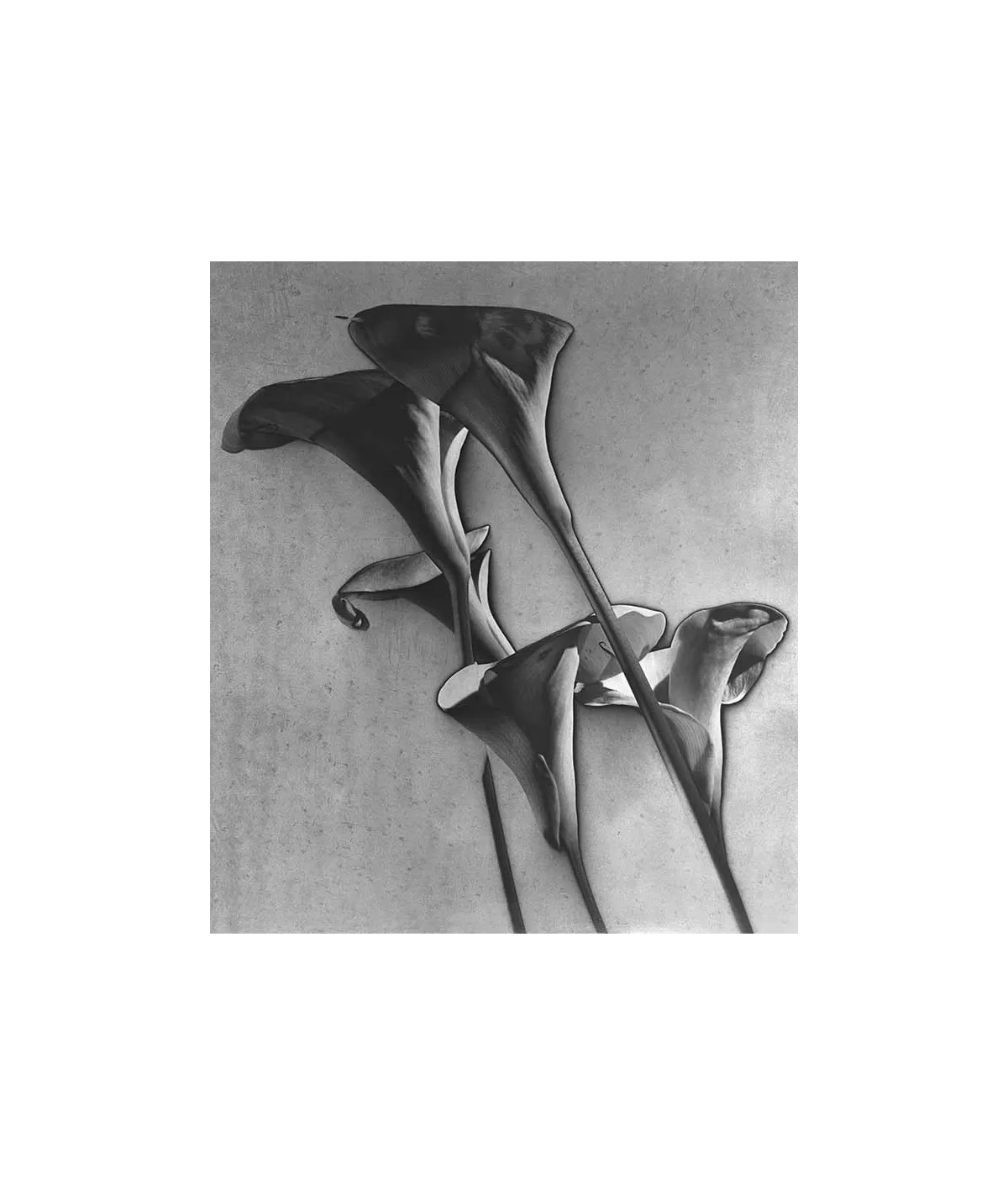 manray|Man Ray photo / TELIMAGE|no title||Photographies